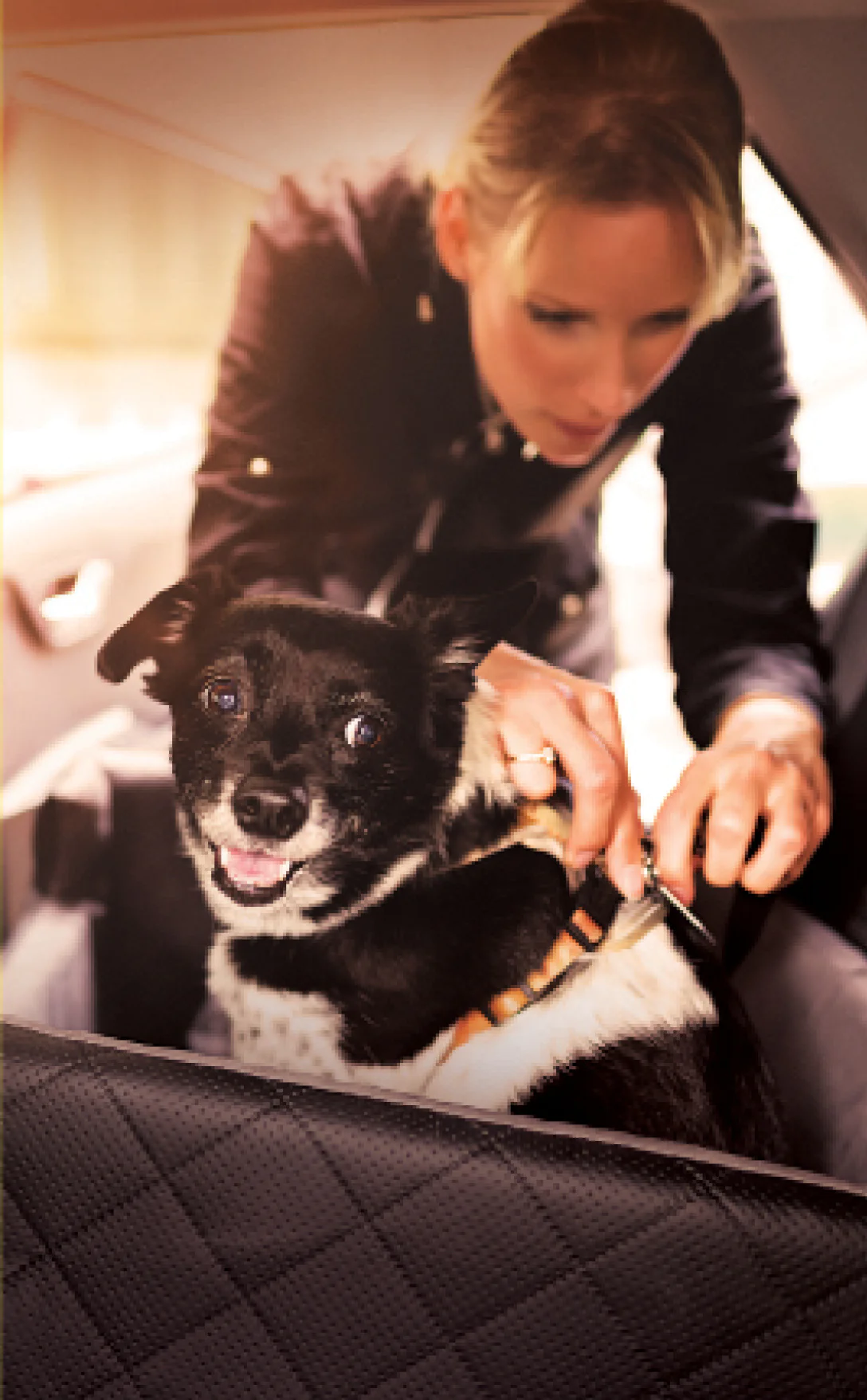 Mulher afivelando cinto de segurança em um cachorro dentro de um carro.